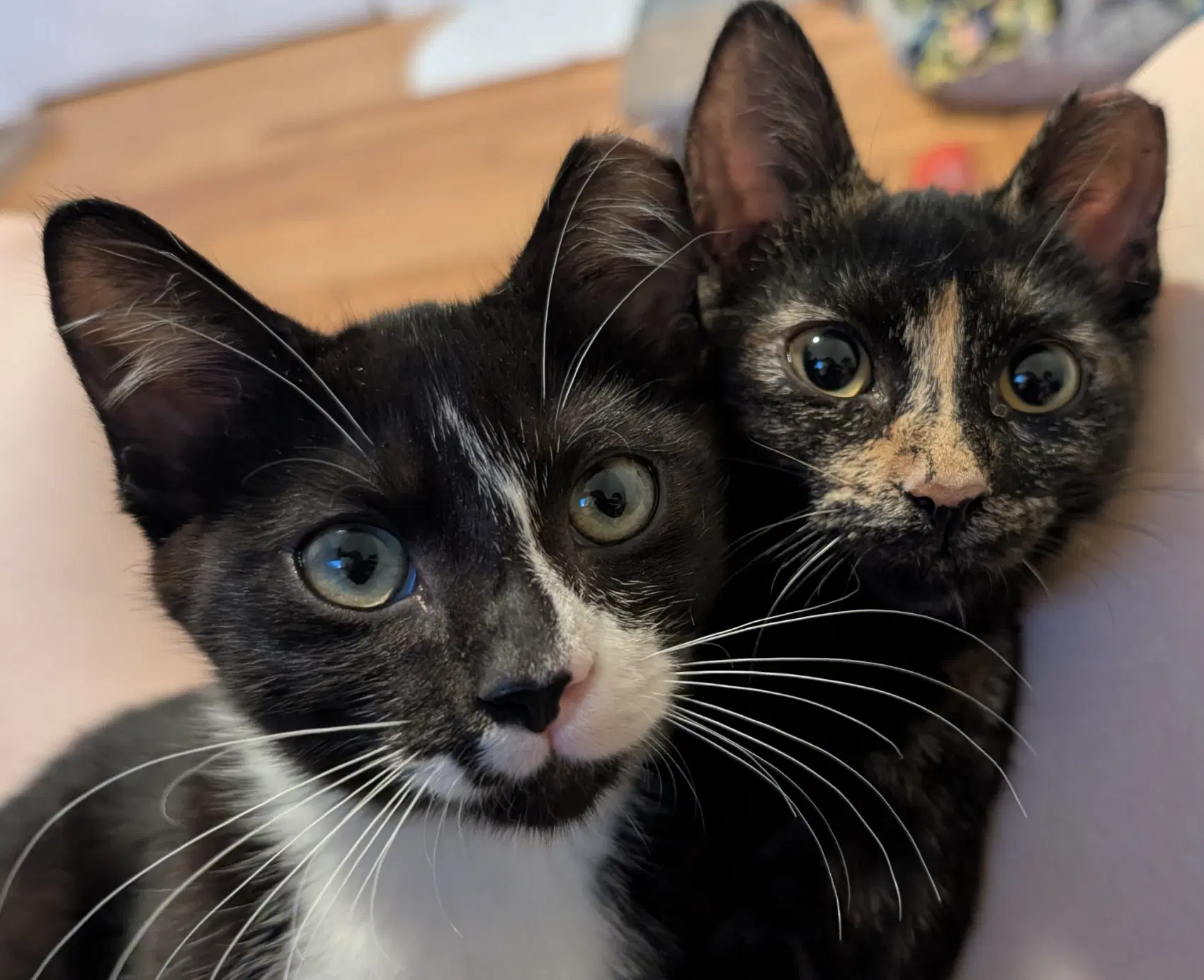 Paco And Peppa Bonded Pair image 3