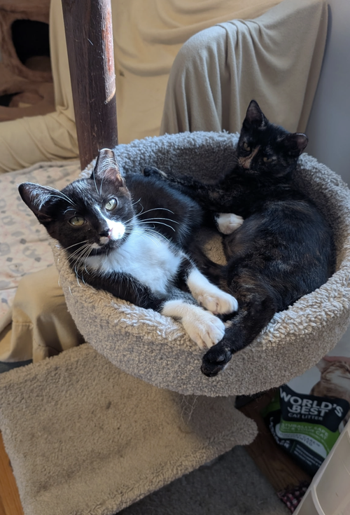 Photo 5 of Paco and Peppa ***Bonded Pair***