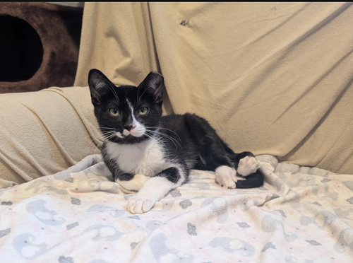 Photo 6 of Paco and Peppa ***Bonded Pair***