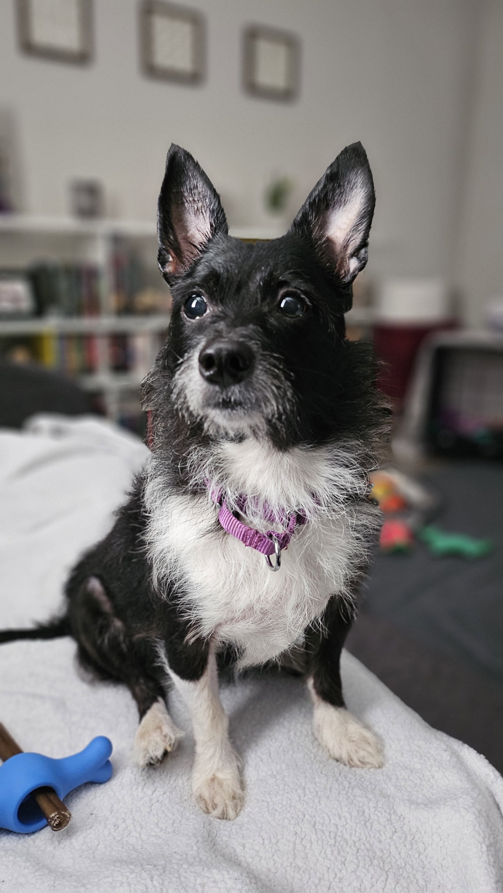 Lucy Small Chihuahua (long coat) Female