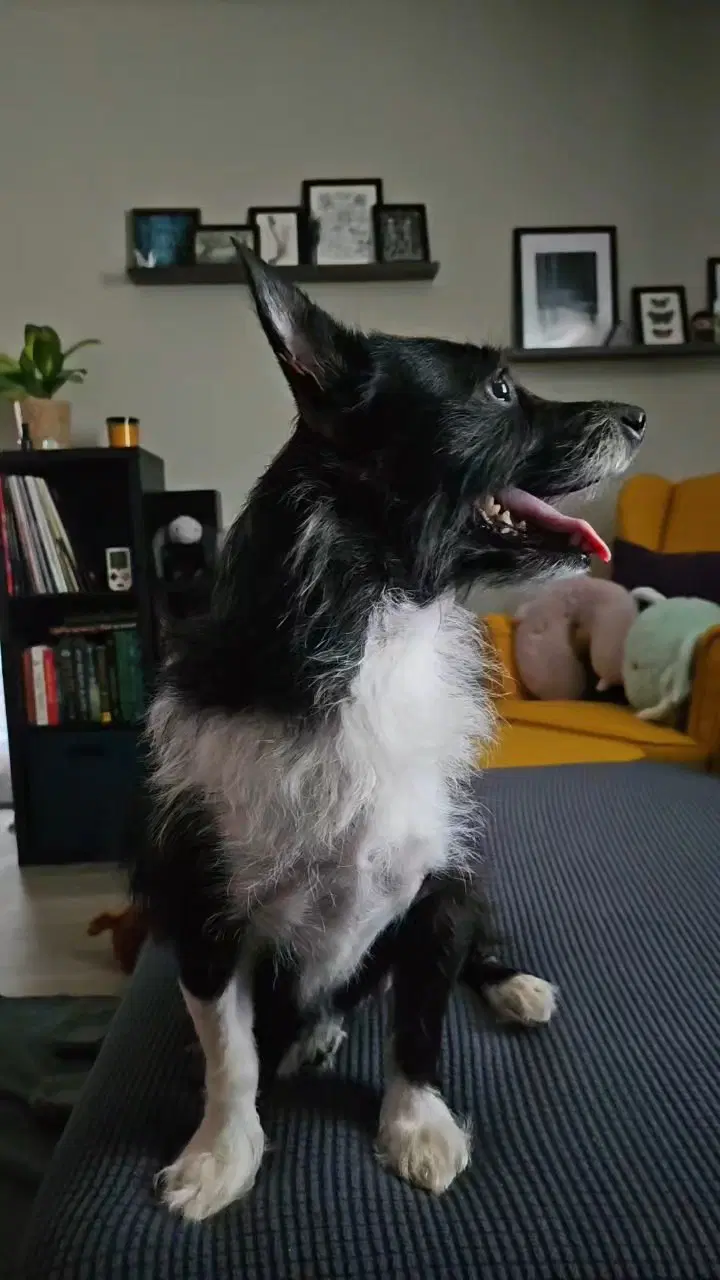 Lucy image 2