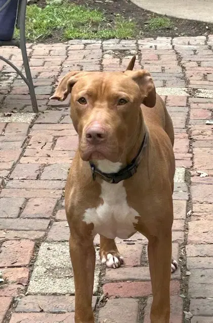 Caesar image 2