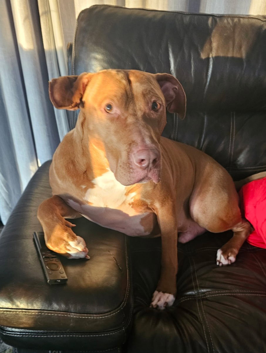 Caesar Large Pit Bull Terrier (short coat) Male