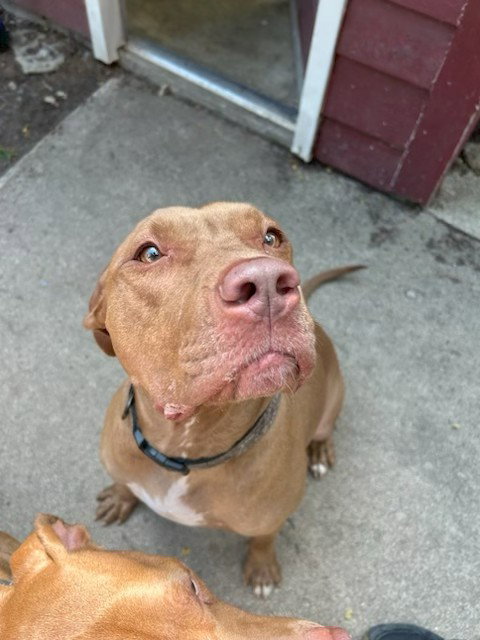Julia Large Pit Bull Terrier (short coat) Female