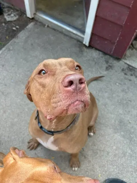 Julia - Pit Bull Terrier