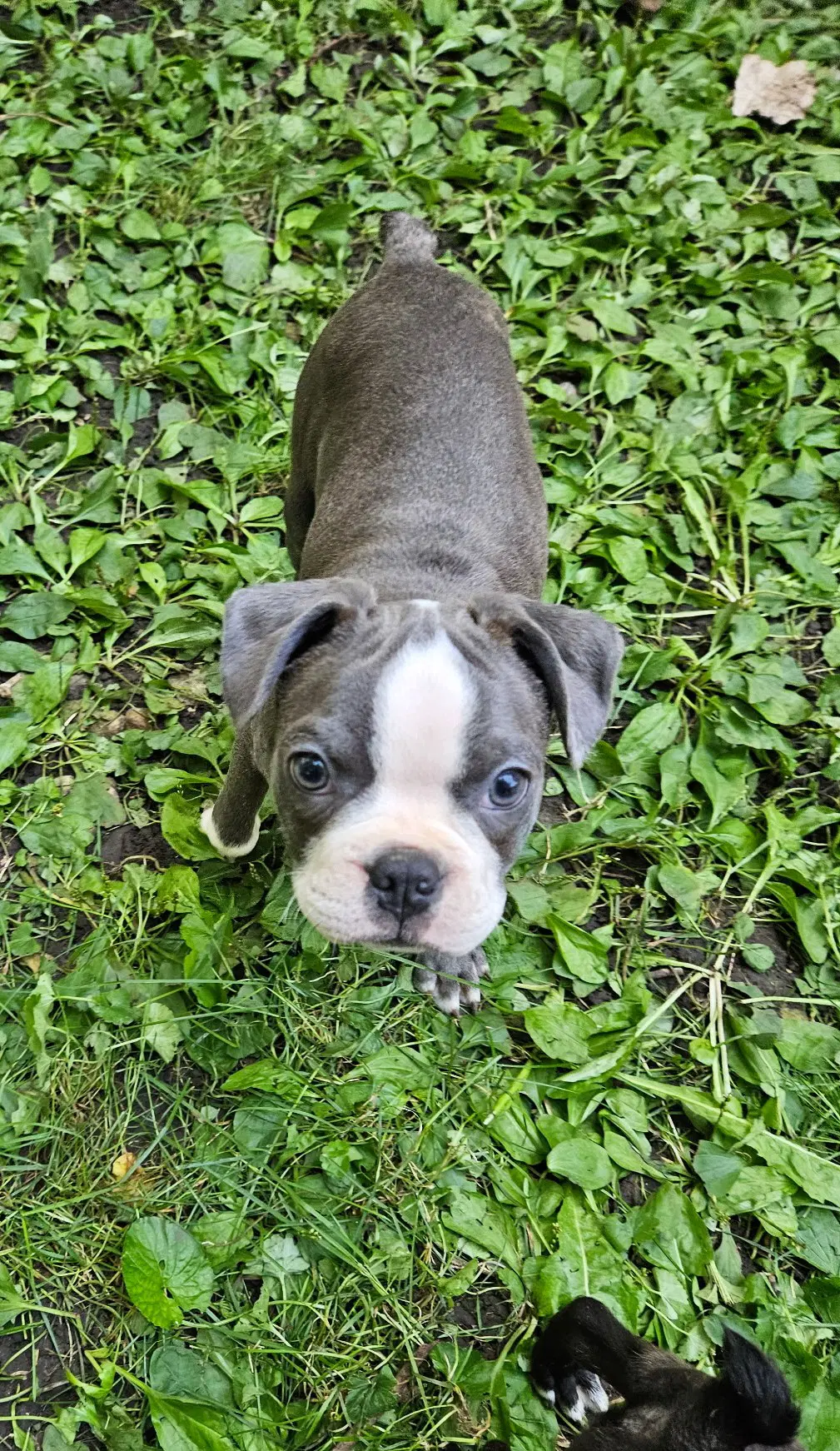 Dennis - Boston Terrier