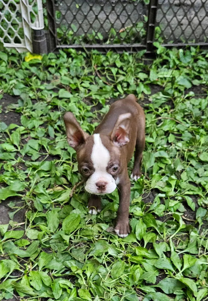 Everett - Boston Terrier