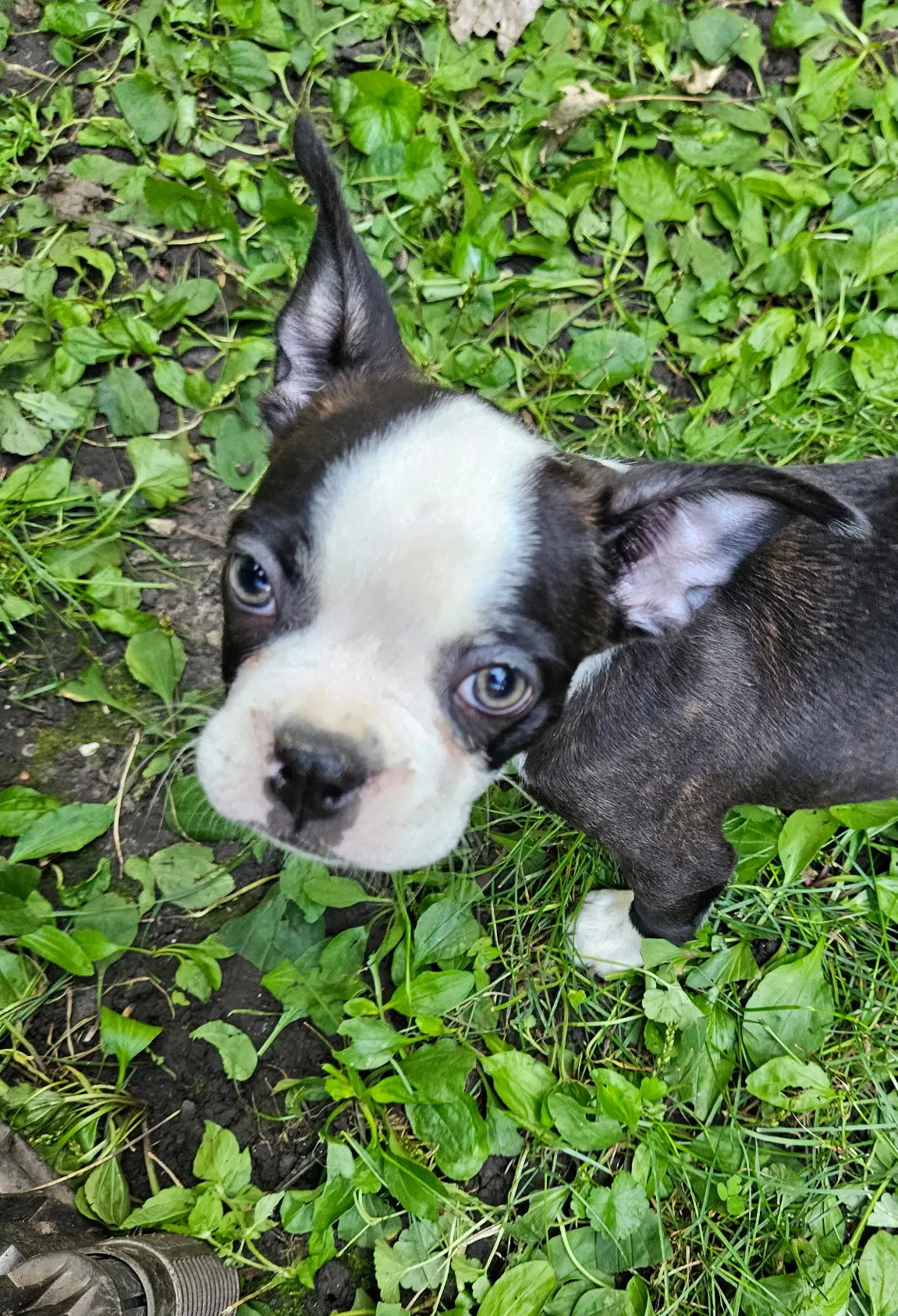 Franklin - Boston Terrier