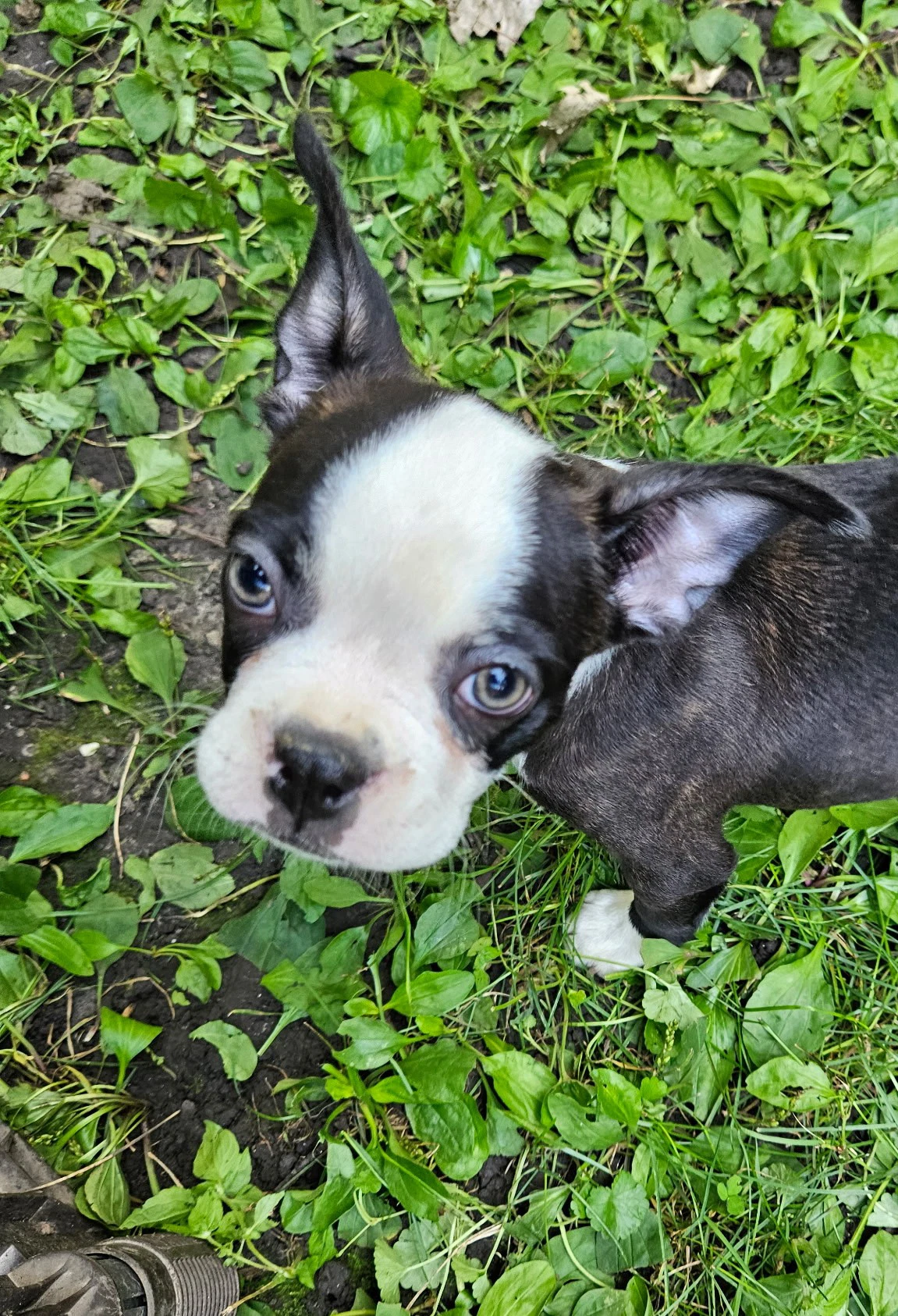 Franklin