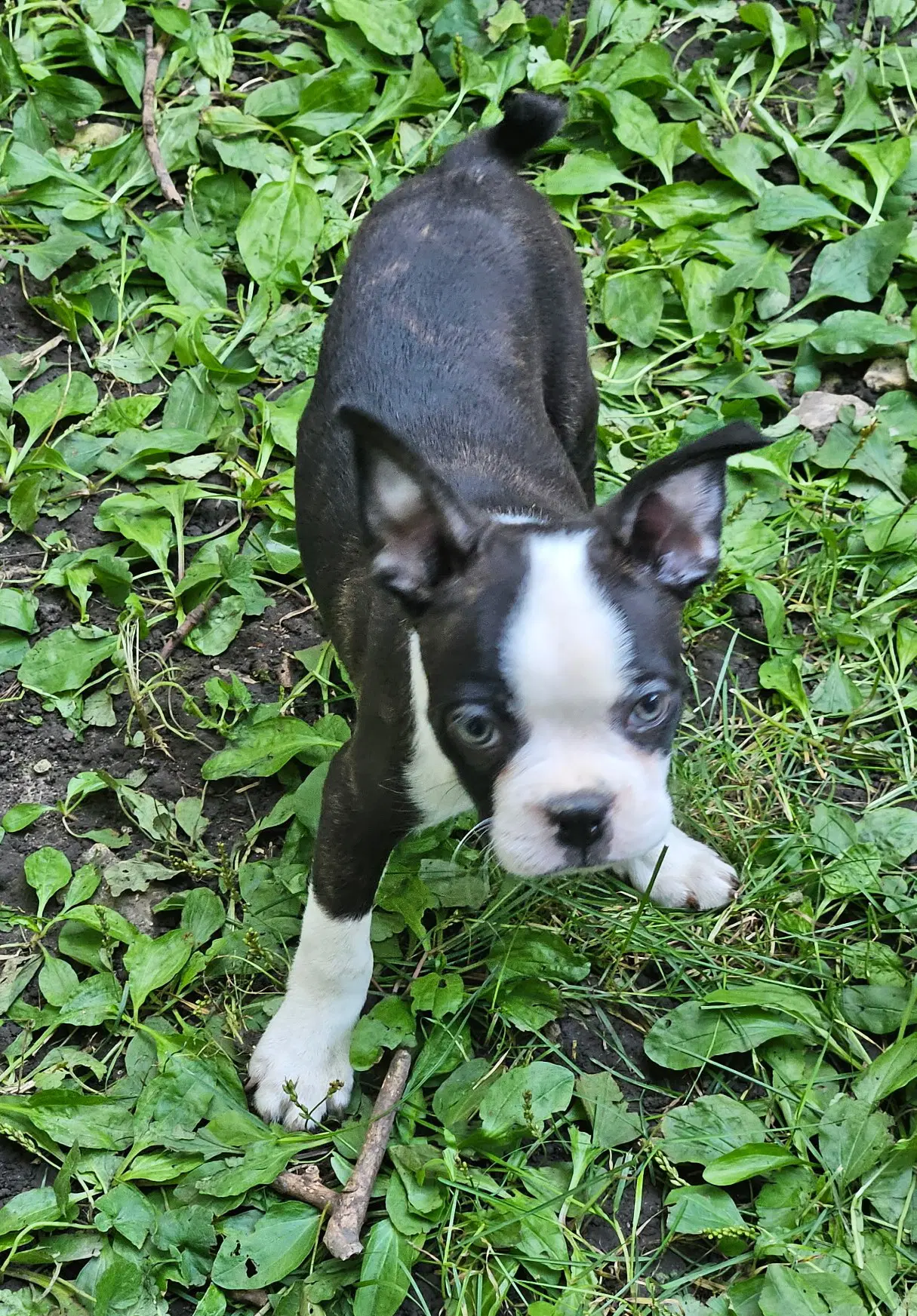 Franklin image 2