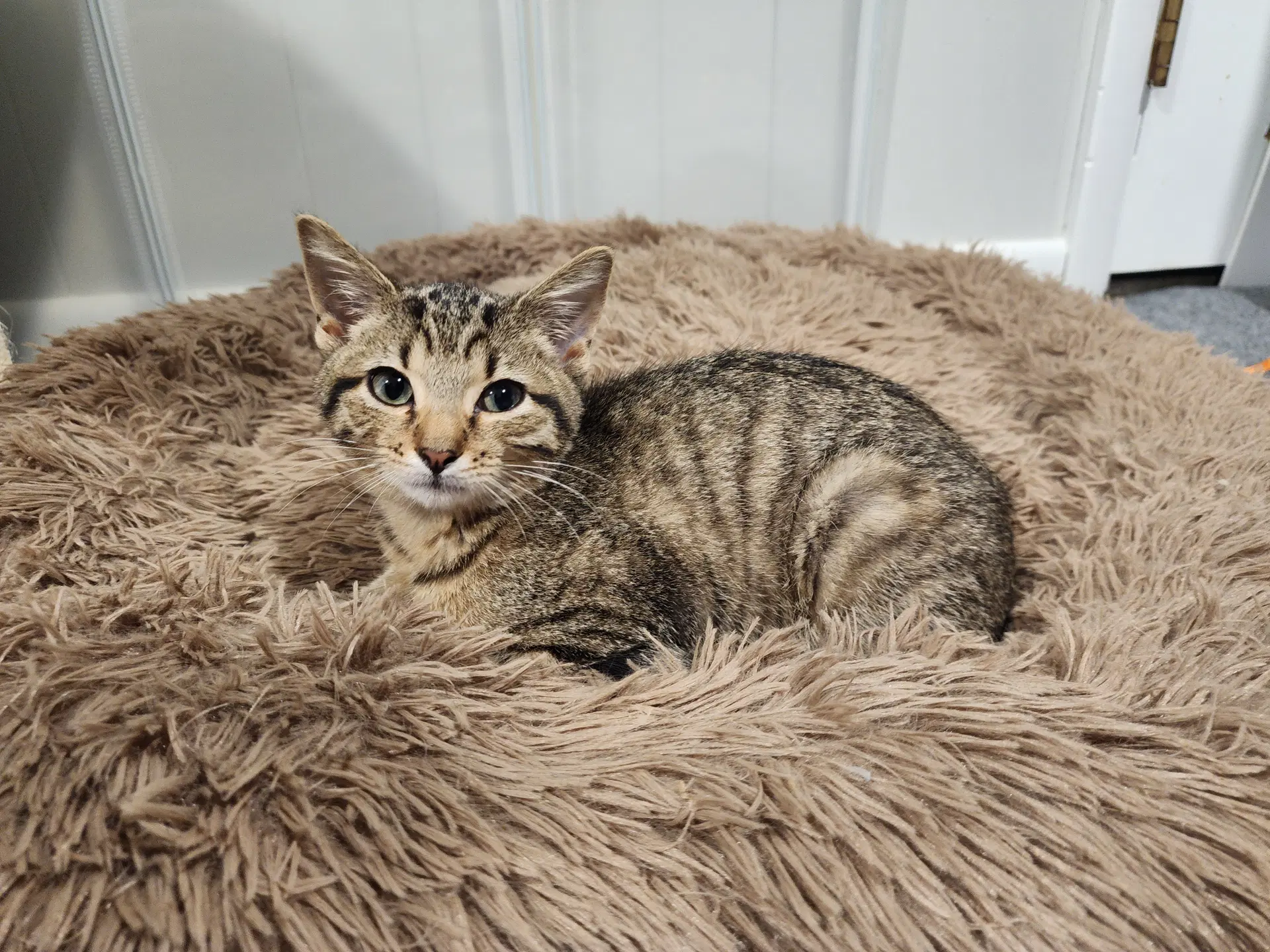 Beautiful - Domestic Short Hair