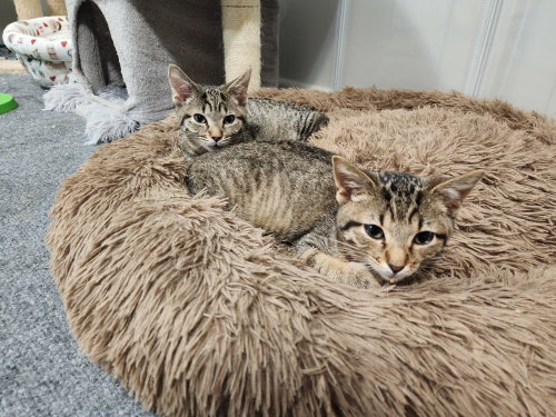 Beautiful and Gorgeous (bonded pair), a cat for adoption from Animal Rescue Foundation (ARF-IL)