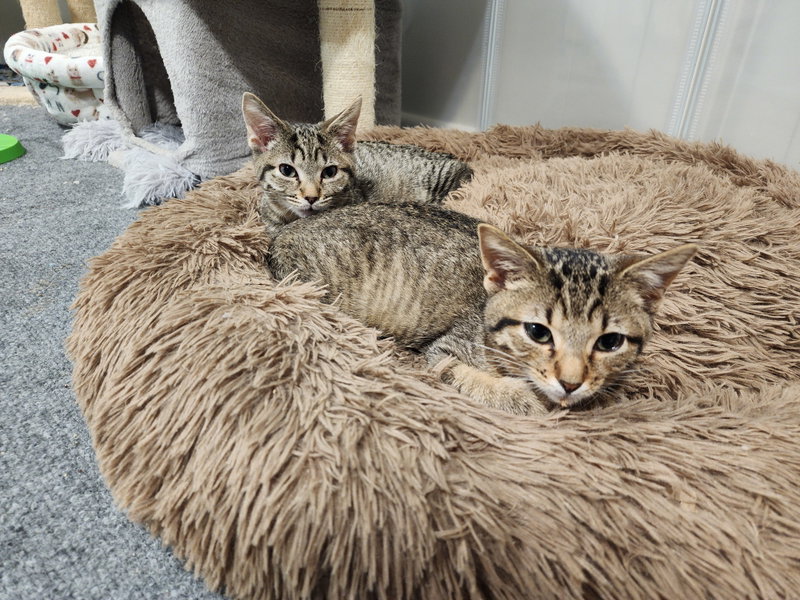 Beautiful and Gorgeous, female kittens up for adoption