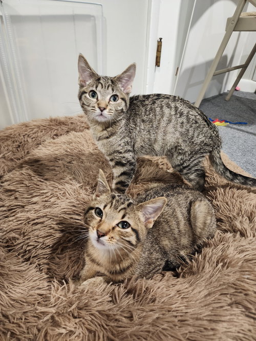 Photo 2 of Beautiful and Gorgeous (bonded pair)