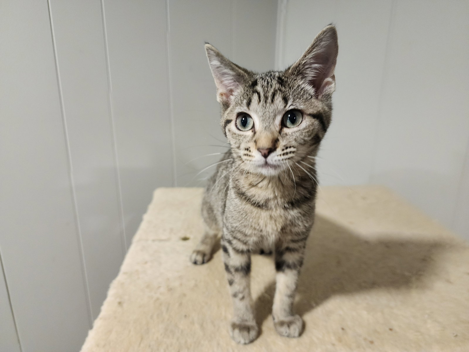 Gorgeous, Domestic Short Hair