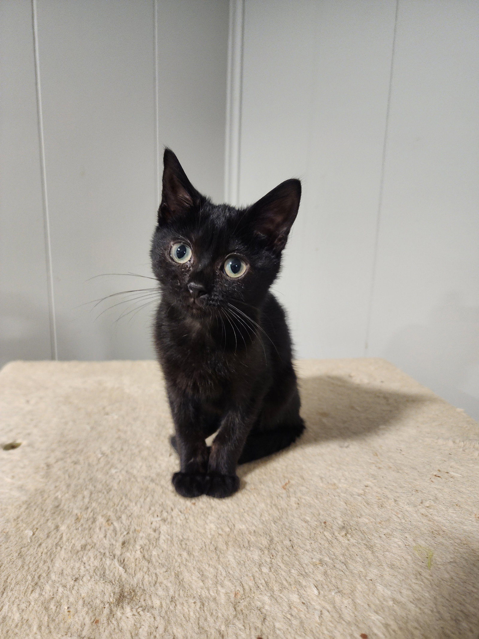 Oscar IIII, Domestic Short Hair