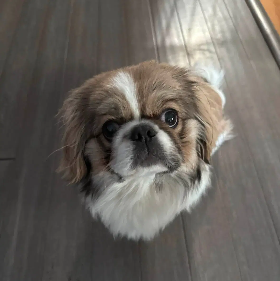 Maui - Pekingese
