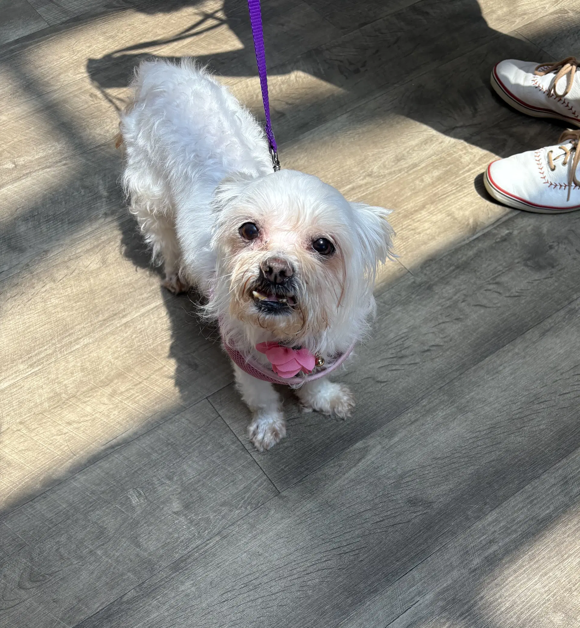 Jazzi - Maltese