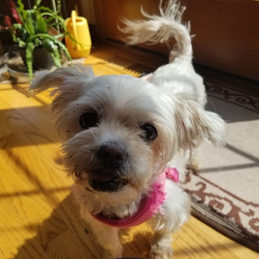 Jazzi Small Maltese / Mixed (medium coat) Female