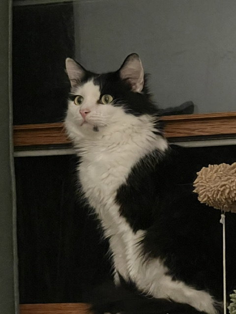Sheffield  Domestic Long Hair (long coat) Male