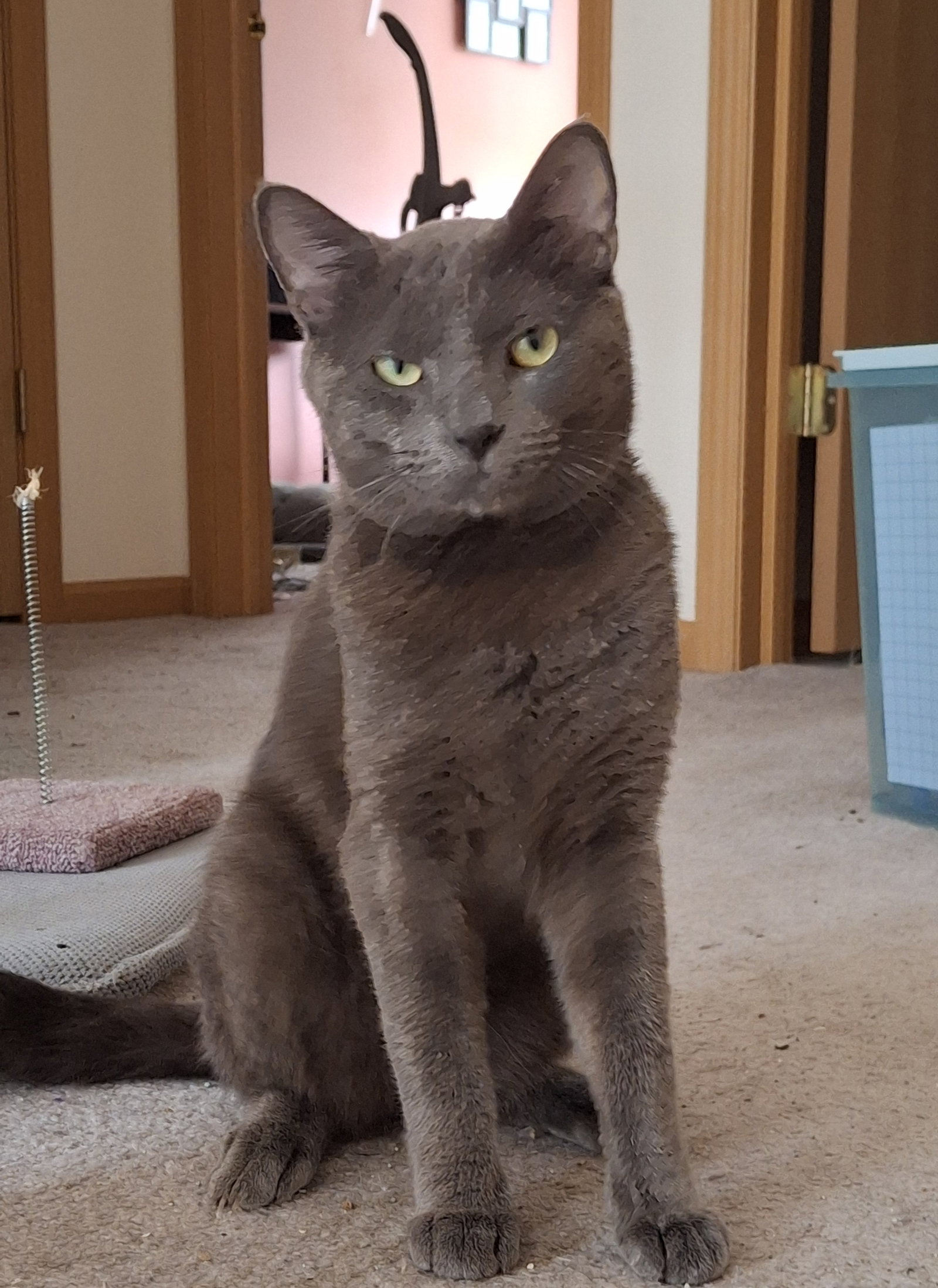 Sebastian  Domestic Short Hair (short coat) Male