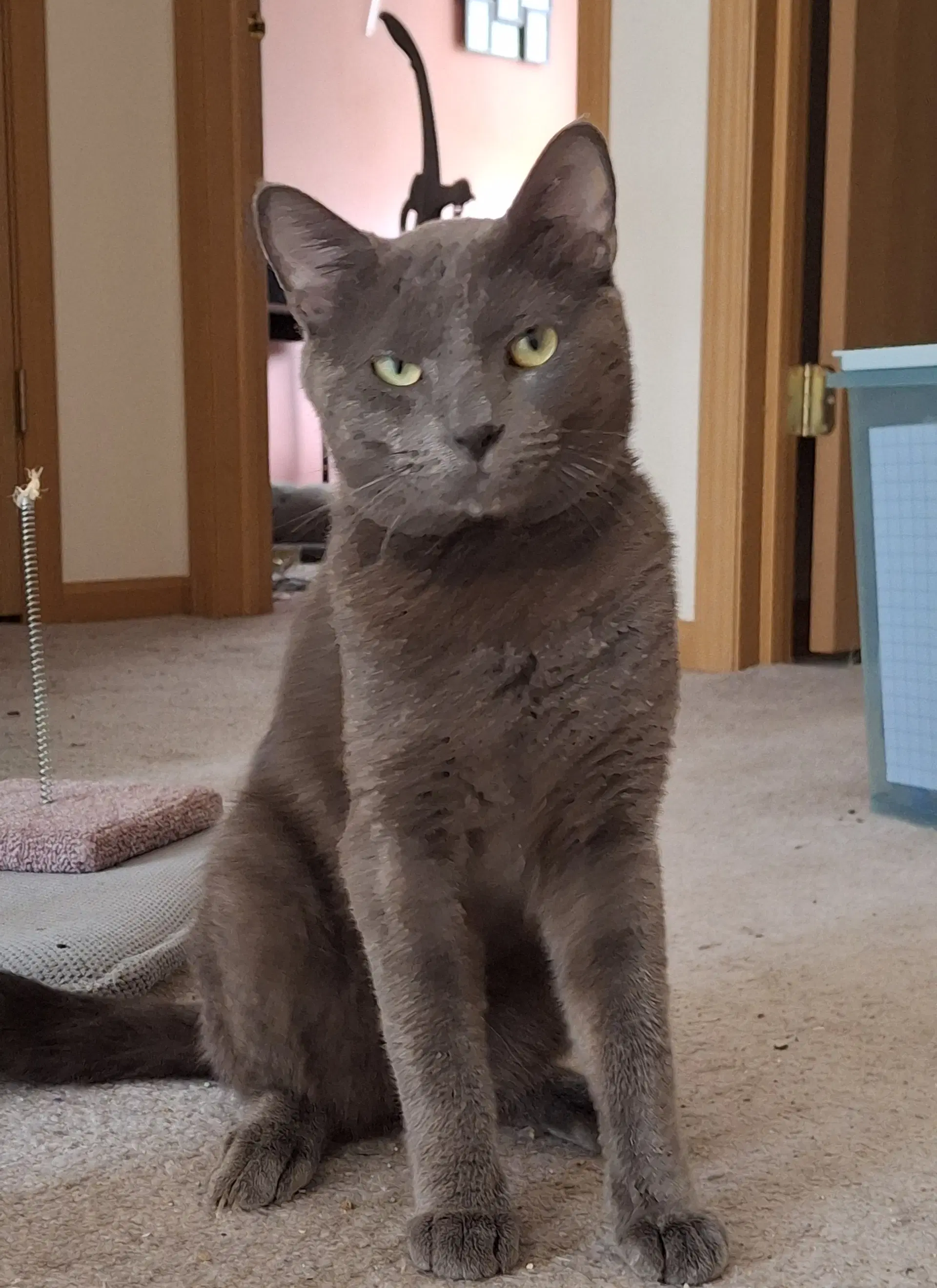 Sebastian - Domestic Short Hair