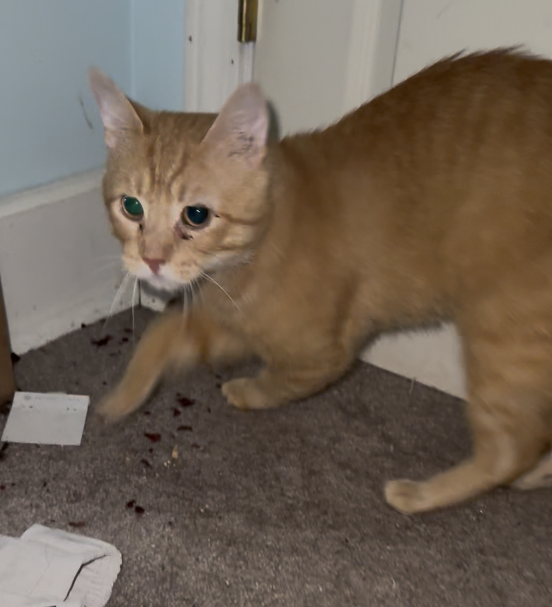 Basilisk  Domestic Short Hair (short coat) Male