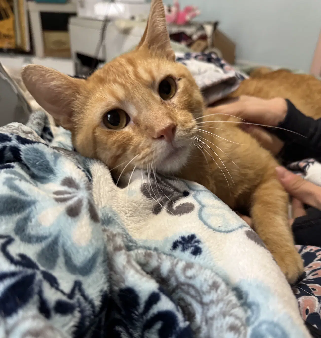 Basilisk - Domestic Short Hair