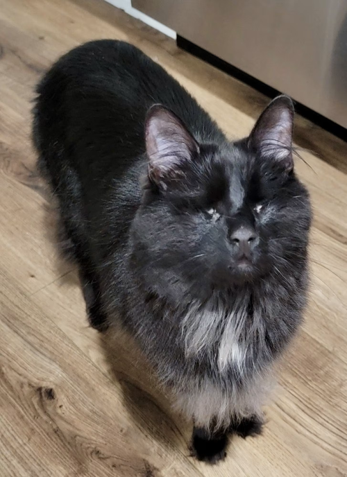 Photo 4 of Fang