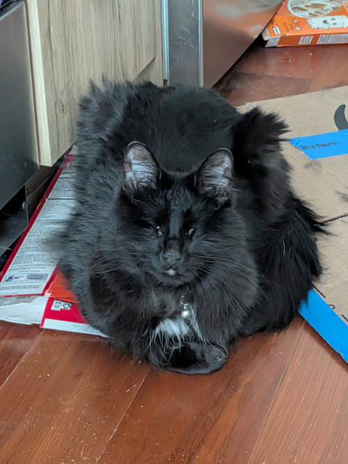 Fang, a cat for adoption from Animal Rescue Foundation (ARF-IL)