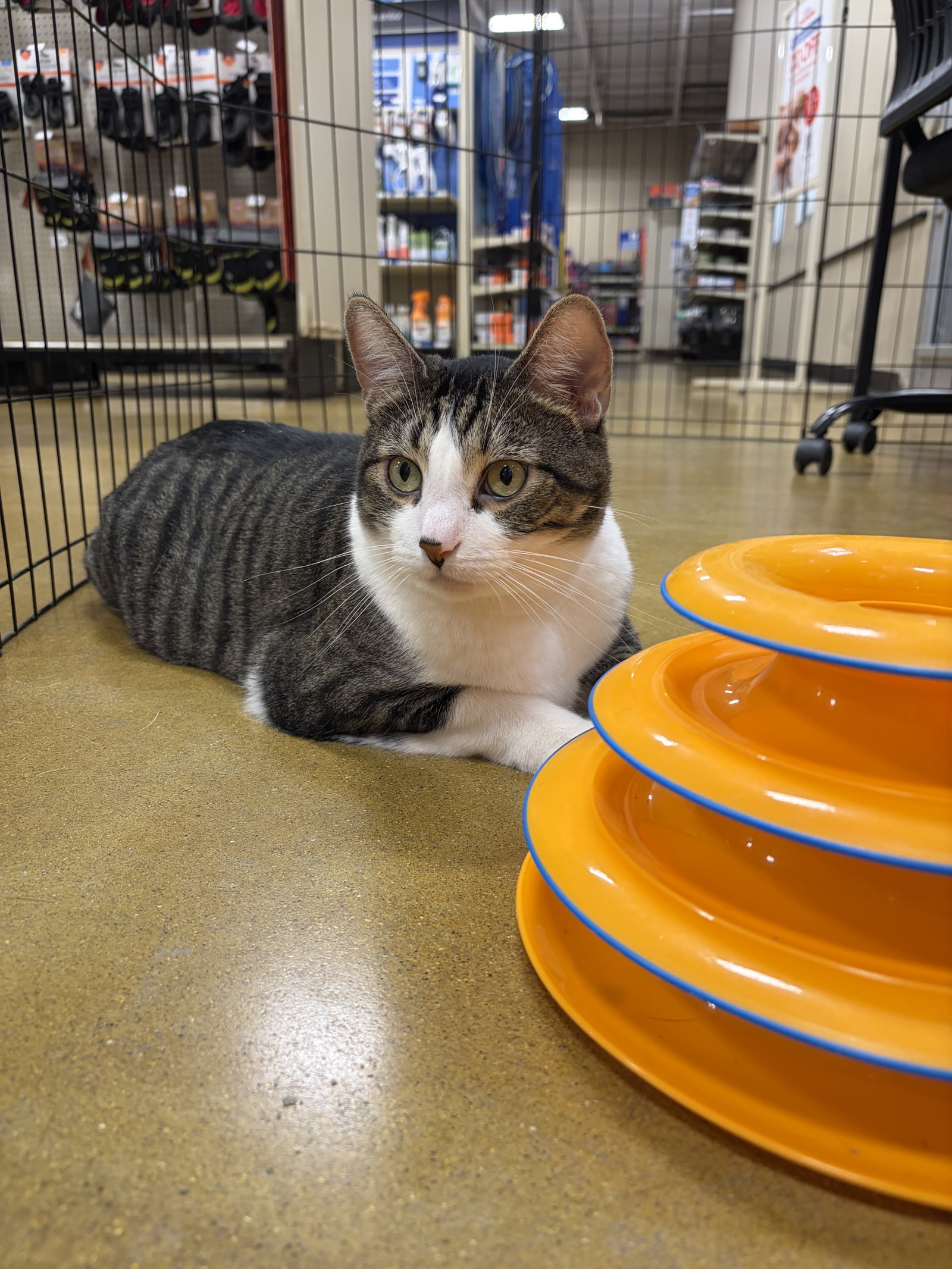 Wembley  Domestic Short Hair (short coat) Male