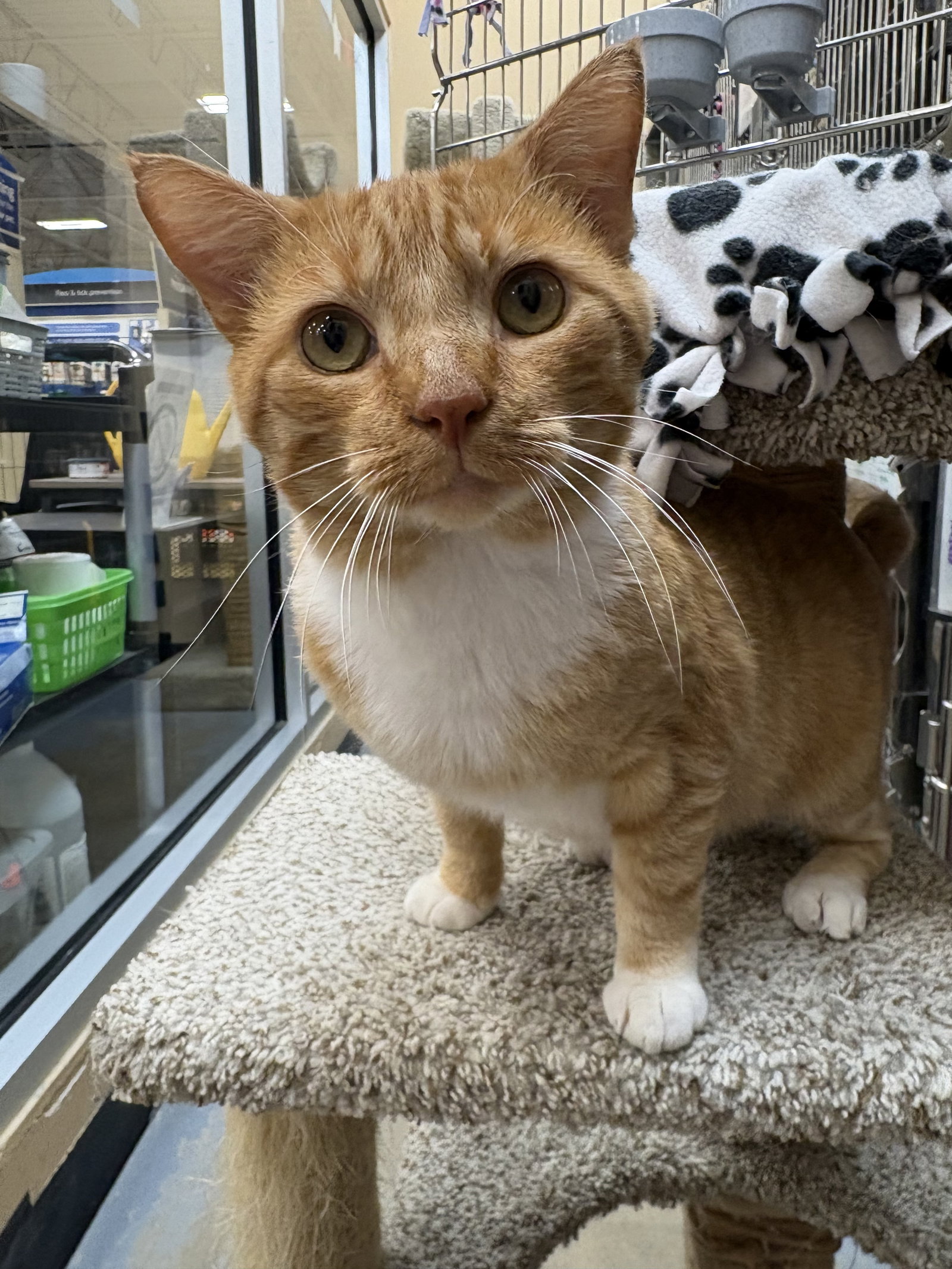 Roman  Domestic Short Hair (short coat) Male