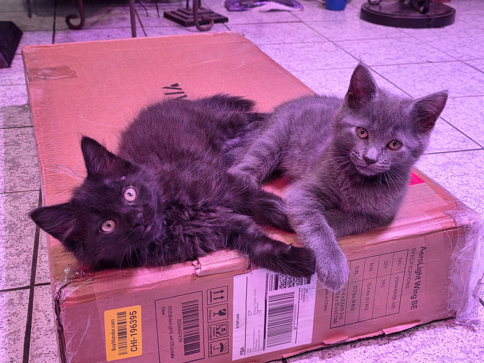 Smokey & Spooky (*bonded pair)  Domestic Short Hair (short coat) Female