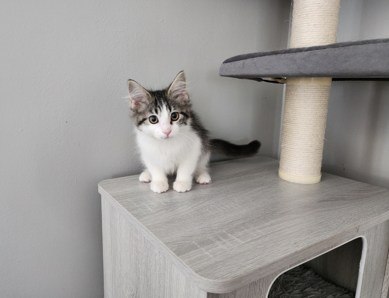 Precious, a female kitten up for adoption