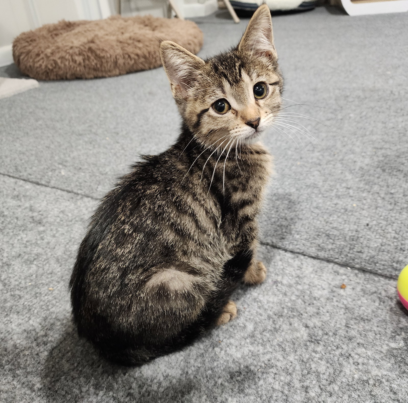 Lyla  Domestic Short Hair (short coat) Female