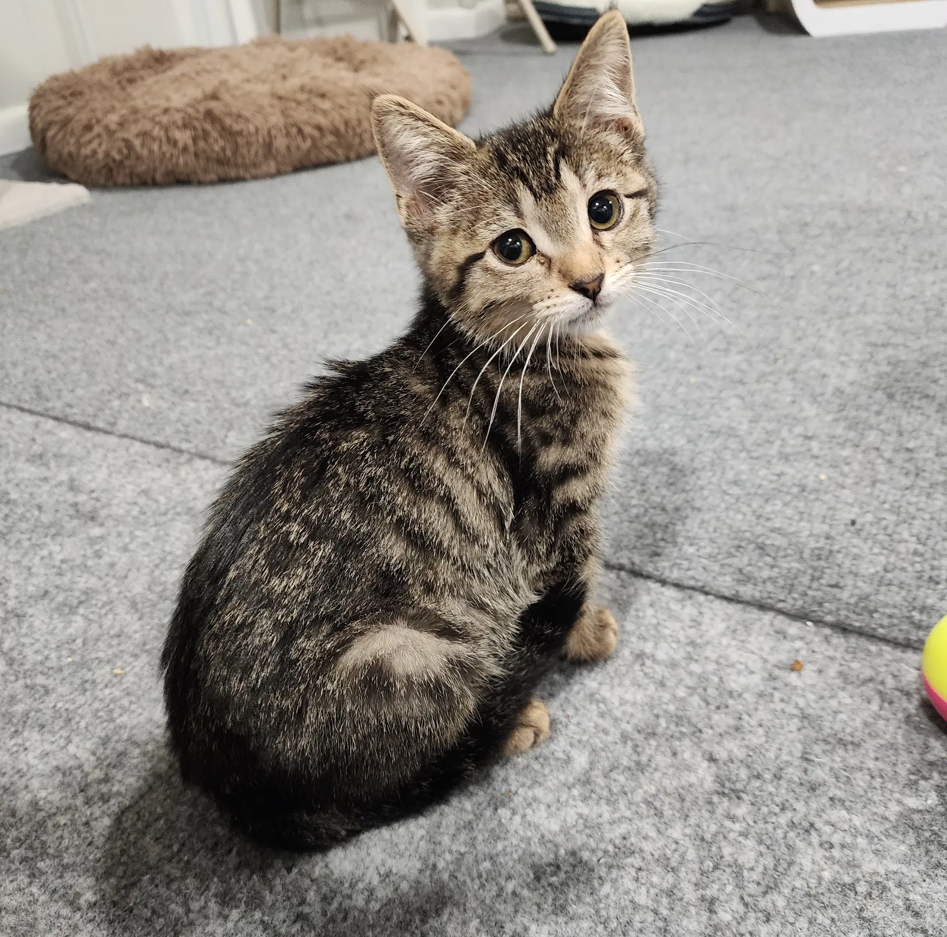 Lyla - Domestic Short Hair