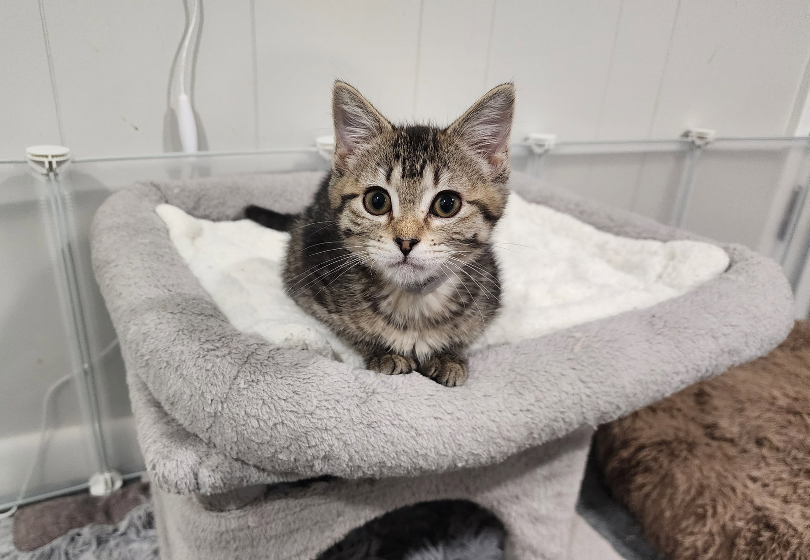 Lenny  Domestic Short Hair (short coat) Female