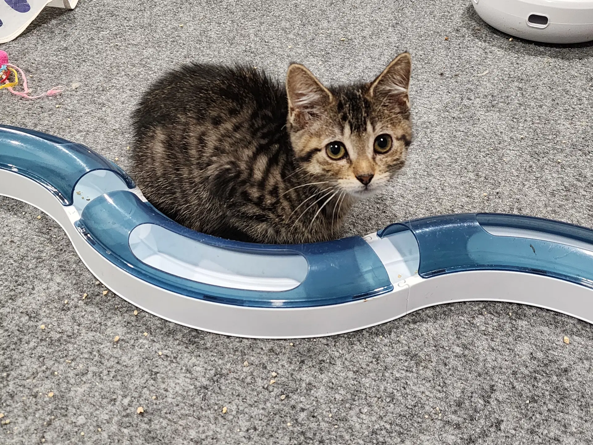 Luke - Domestic Short Hair