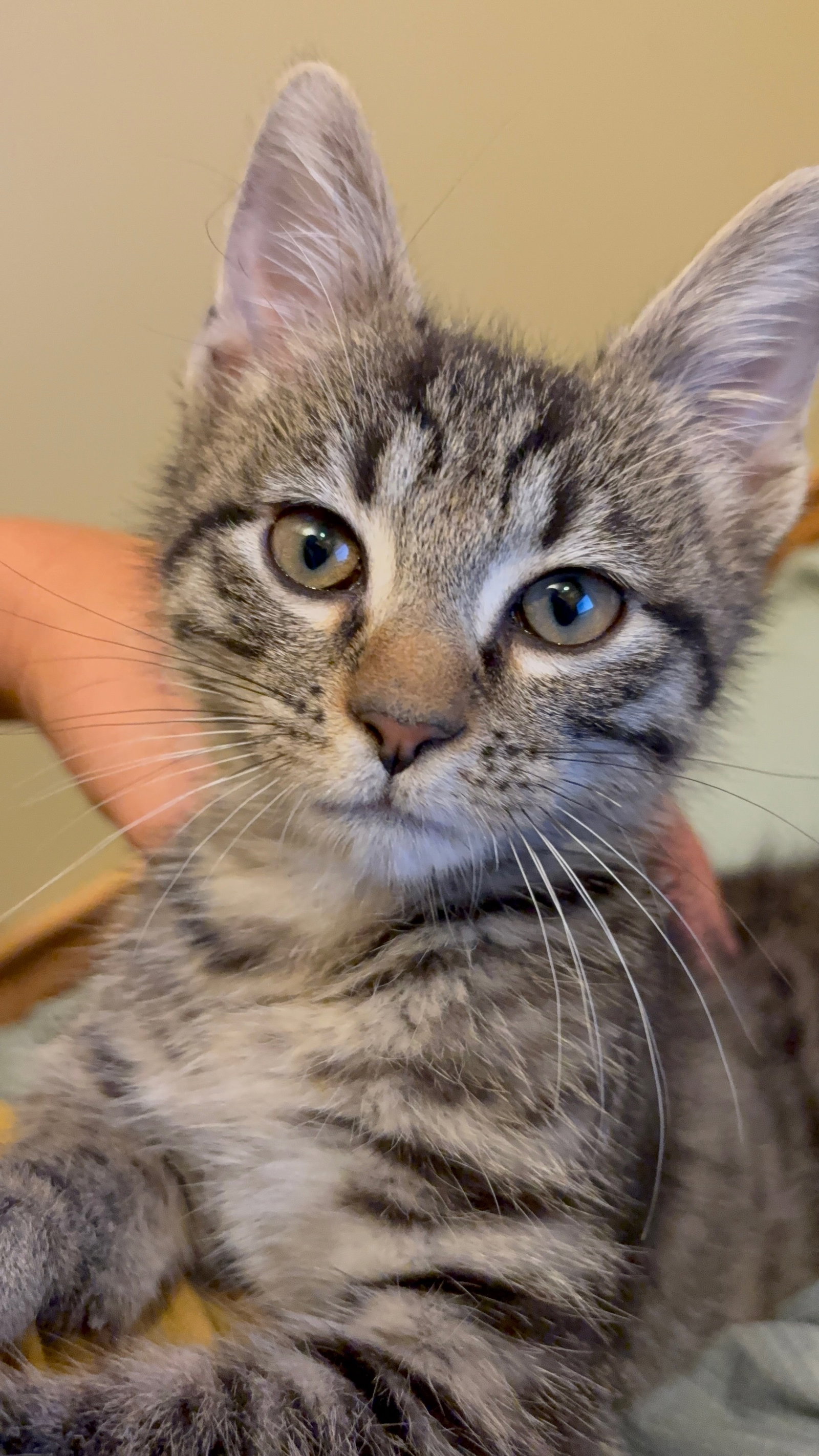Ocho  Domestic Short Hair (short coat) Male