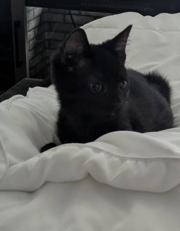 Toby  Domestic Short Hair (short coat) Male