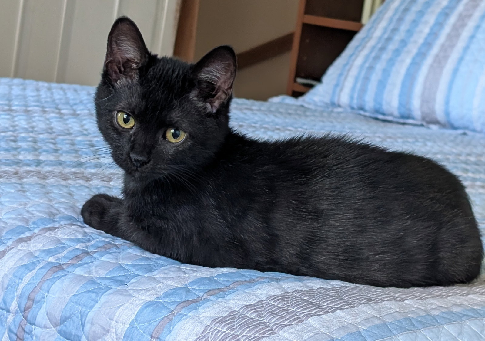 Toby, Domestic Short Hair