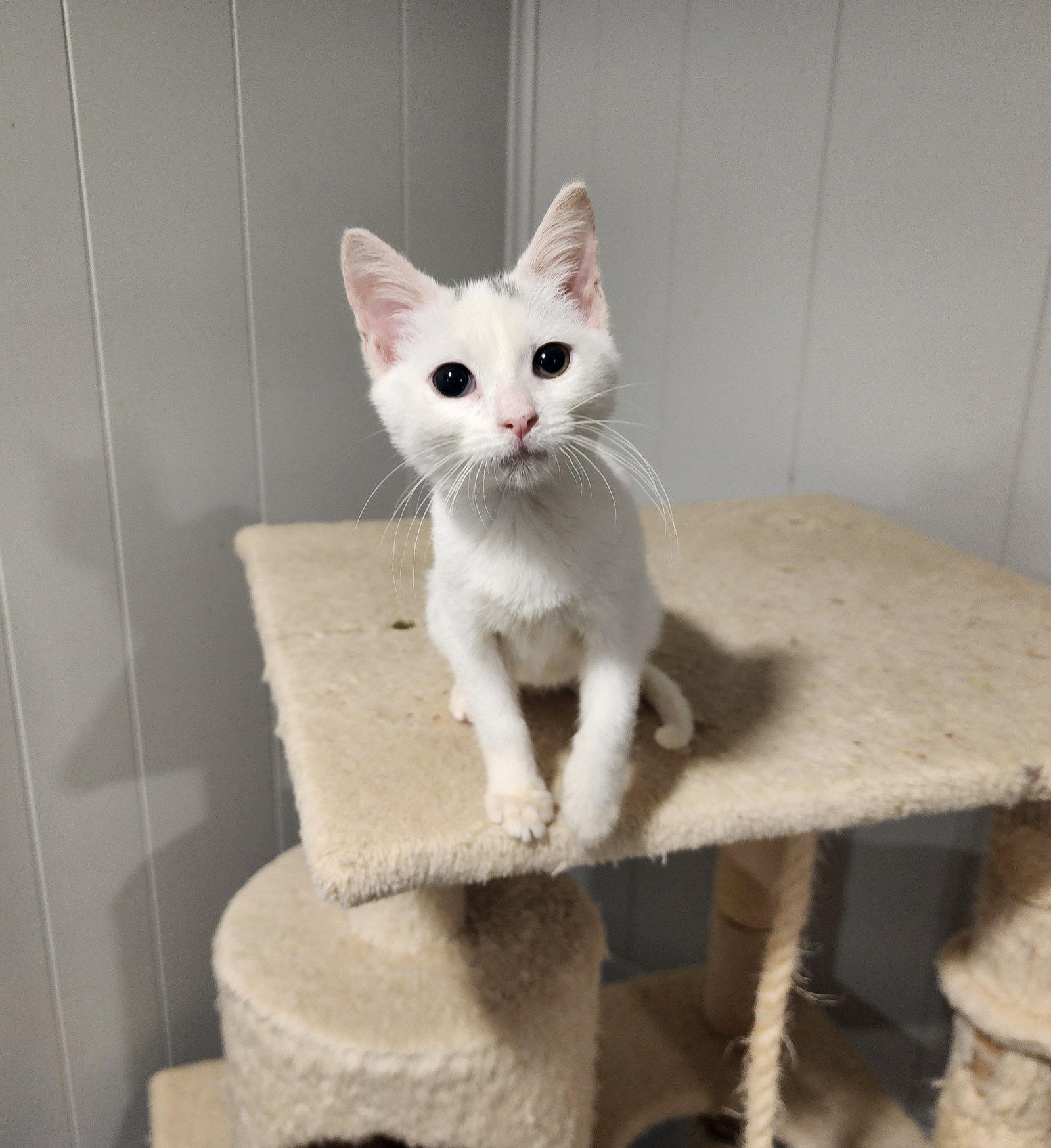 Stud Muffin, Domestic Short Hair
