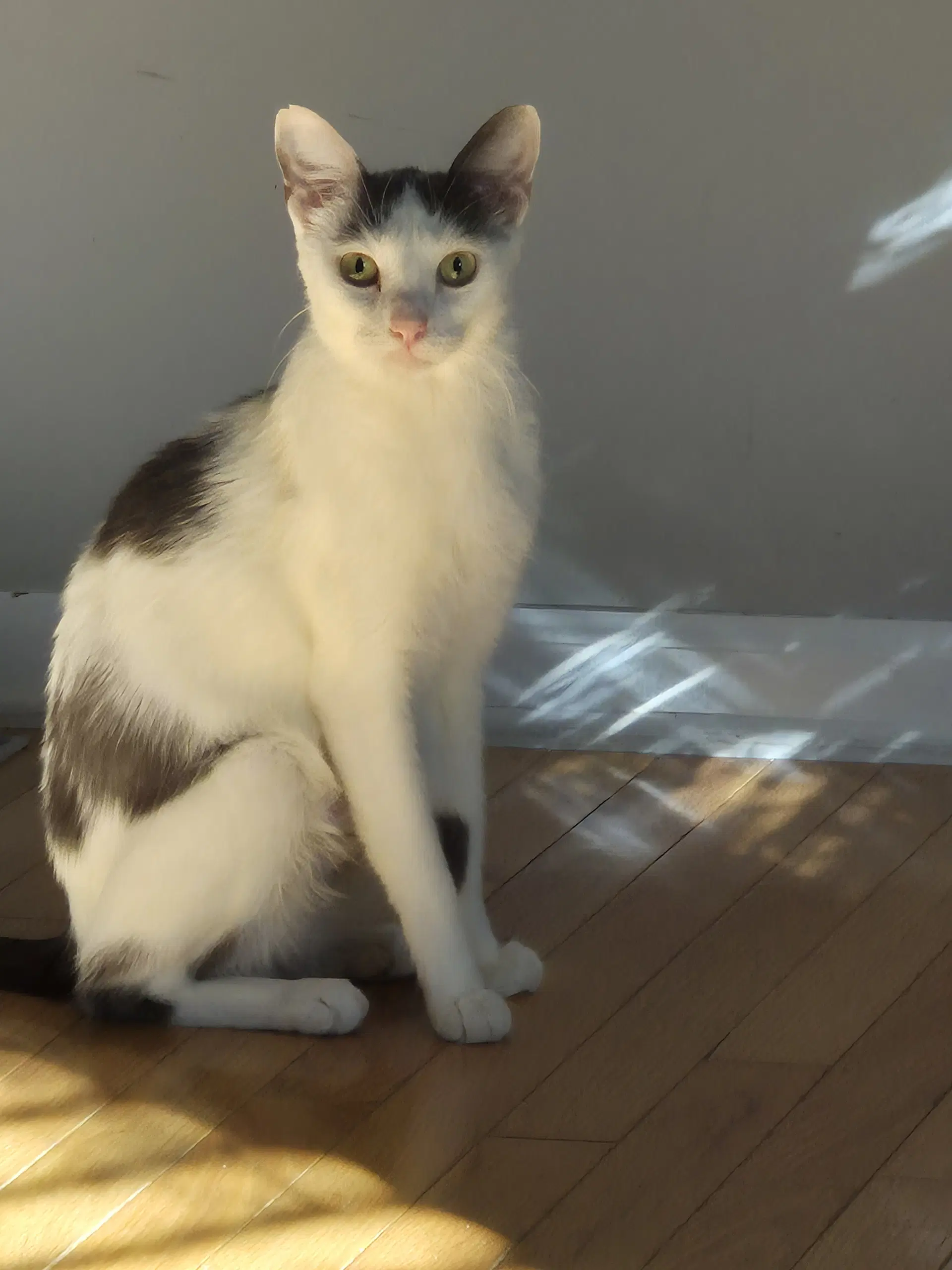 Dairy Queen - Domestic Short Hair