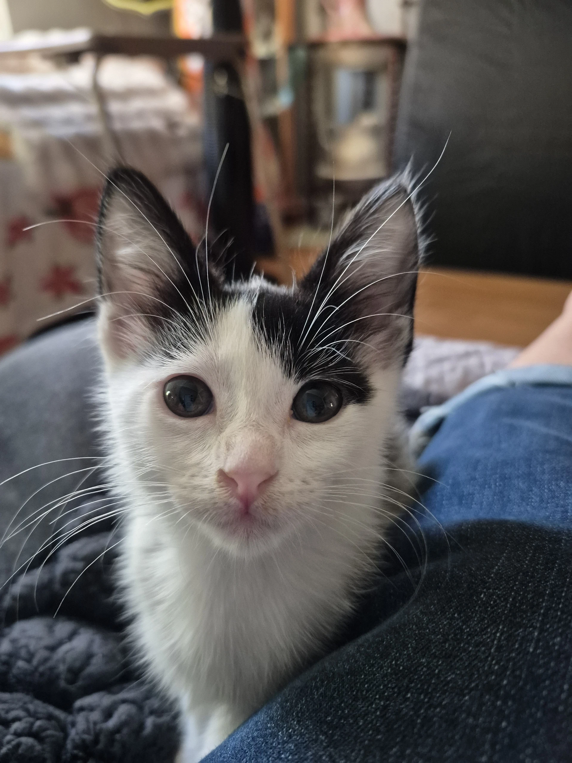 Agnes  Rosie Bonded Pair
