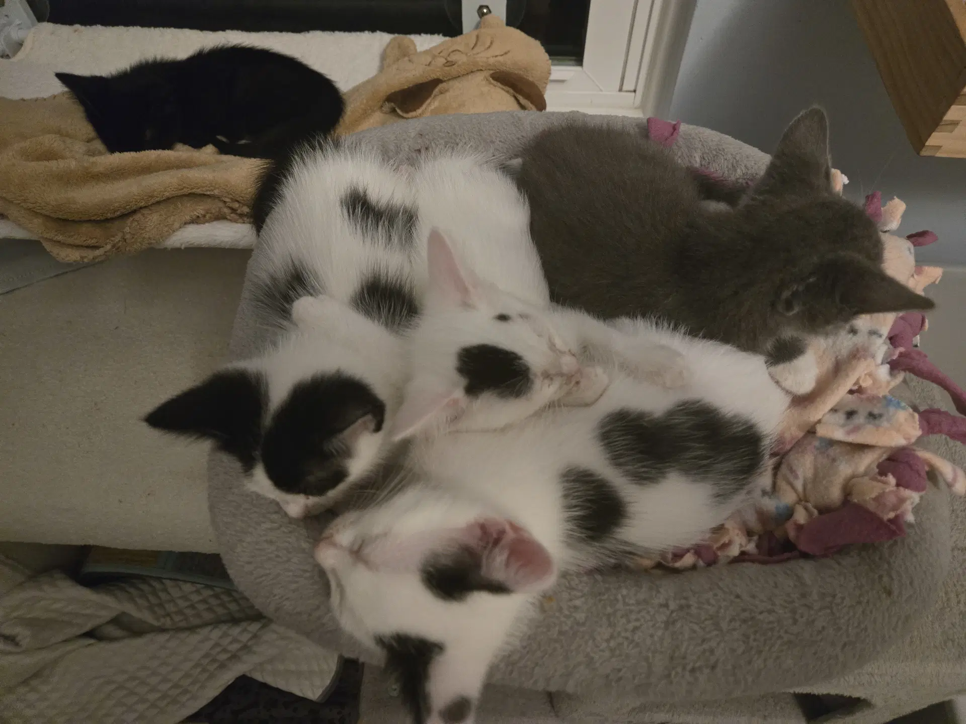Agnes  Rosie Bonded Pair image 2