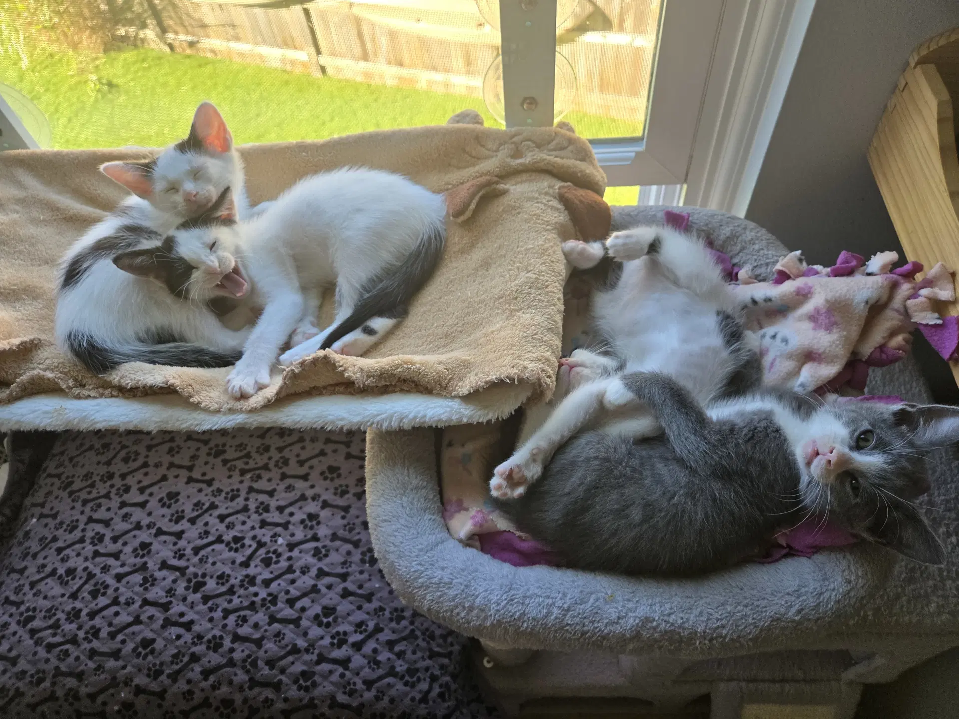 Agnes  Rosie Bonded Pair image 3