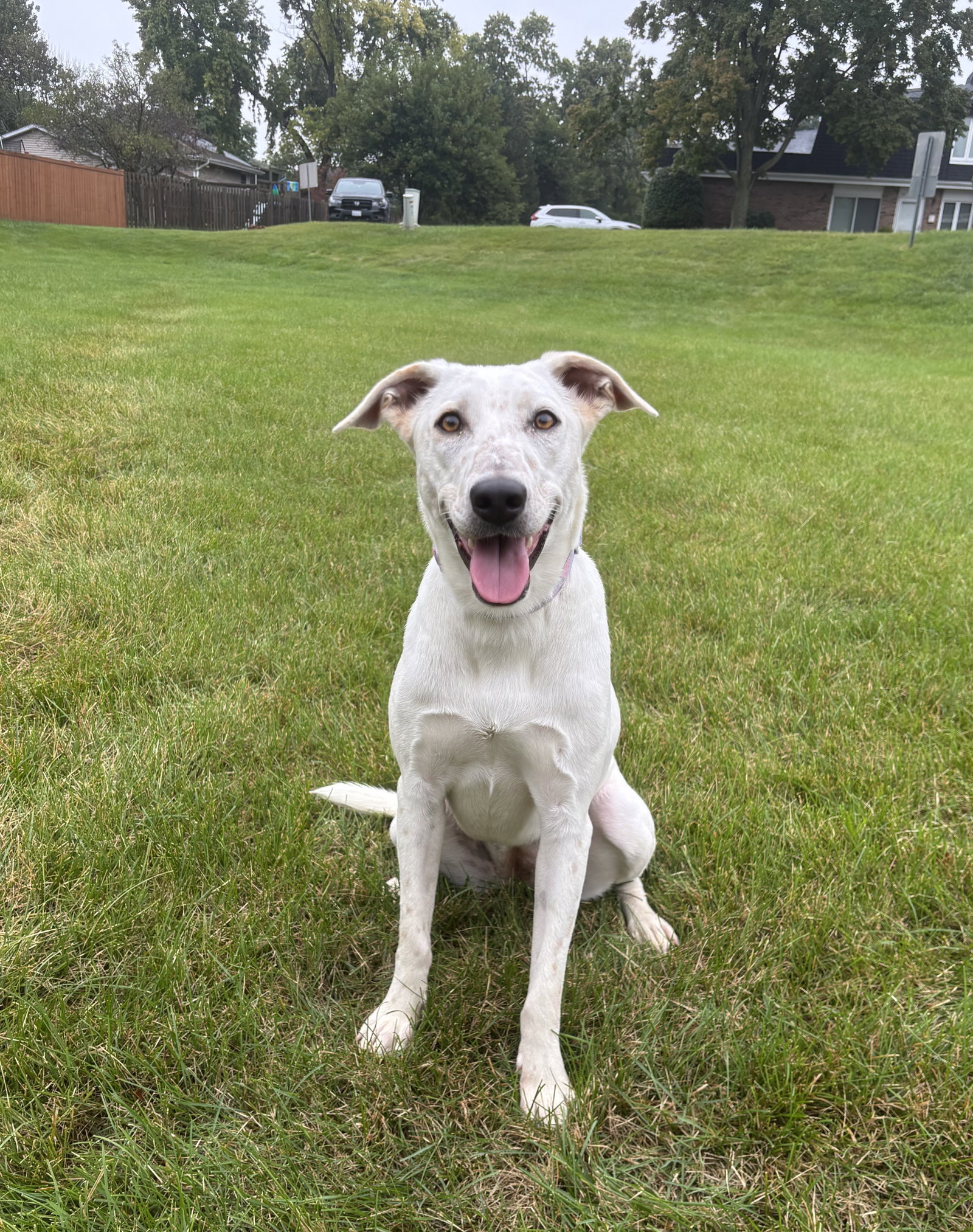Blinky Medium Labrador Retriever / Mixed (short coat) Female