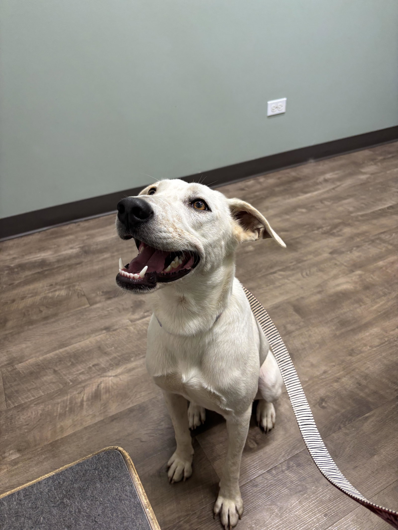 Blinky Medium Labrador Retriever / Mixed (short coat) Female