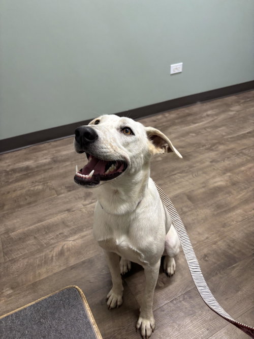 Blinky, a dog for adoption from Animal Rescue Foundation (ARF-IL)