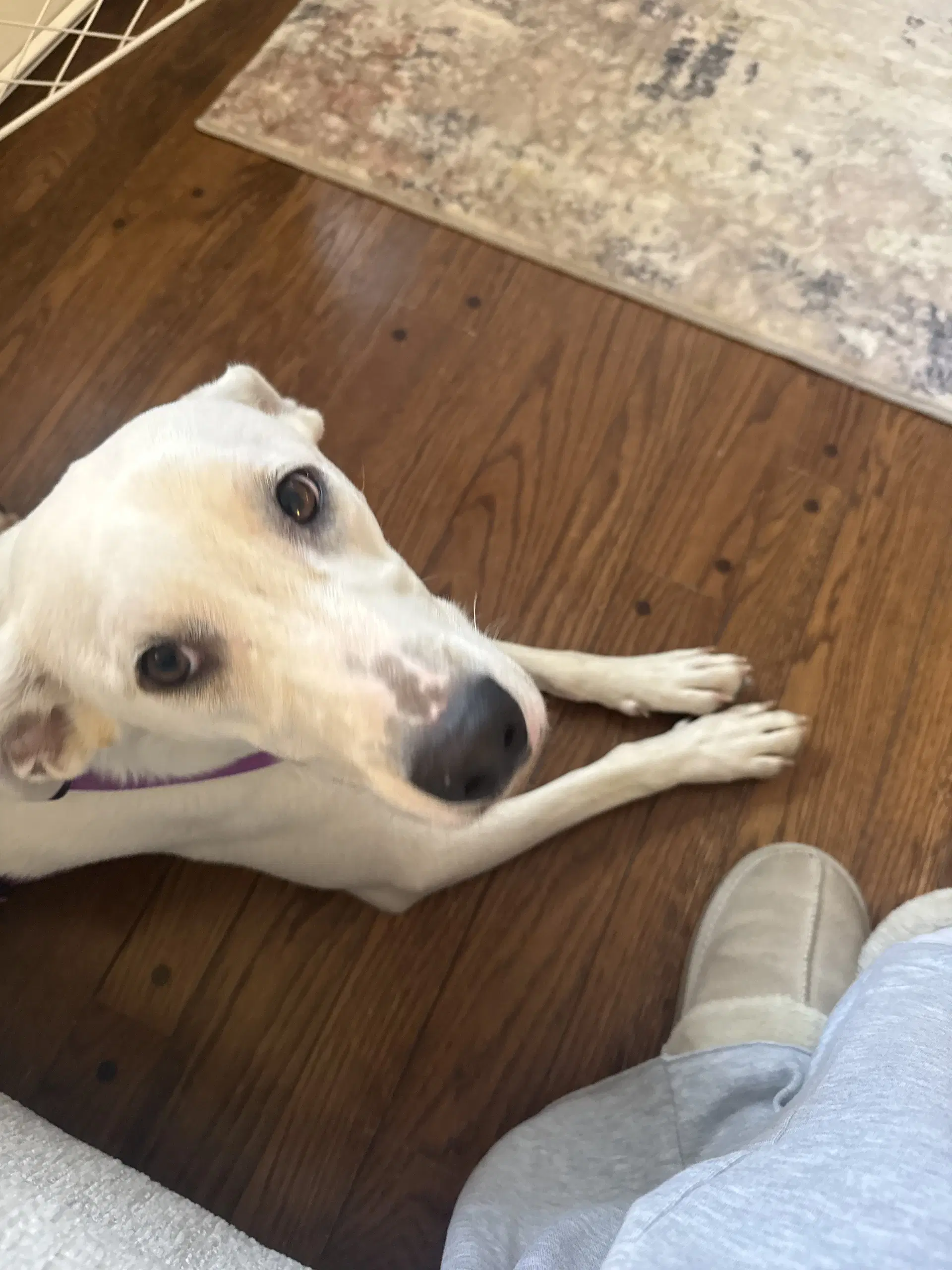 Whitey image 3